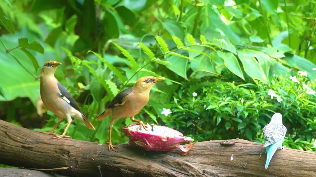 [No Ad Interruptions] Cat TV 😺 Lovely Birds & Red Squirrels 🐿️ 4 Hours videos for cats 4K