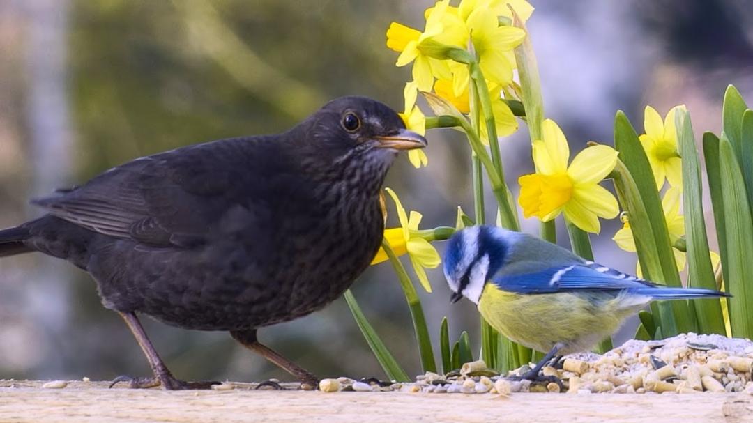 TV for Cats and Dogs 😽🐕  SQUIRRELS,  BIRDS and SPRING FLOWERS 🌷 Video for Big Screens 8 hrs