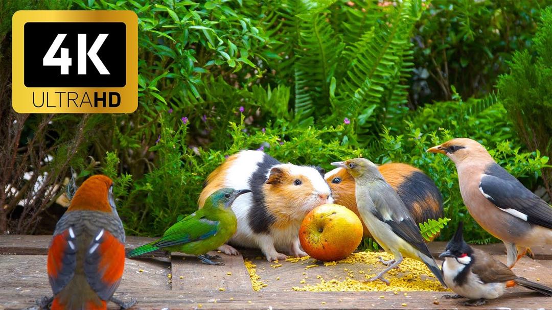 Ultimate Cat TV 😺 Nature’s Peace with Birds & Squirrels 🐦🐿️ Perfect 4K HDR Video for Cats