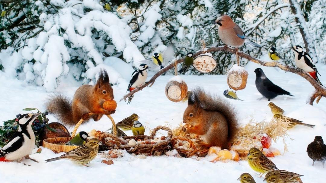CAT TV NO ADS😺🕊️ Cheerful Winter Birds and Squirrels🐿️  Cat Games Real Nature Sounds 4K HDR 60FPS
