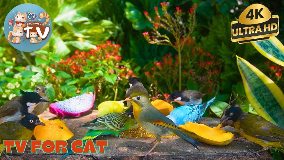 🔴🐱Birds, Grosbeaks & Squirrels in a Beautiful Forest🦜! Live 12 Hour Cat TV Videos | 4K HDR ULTRA