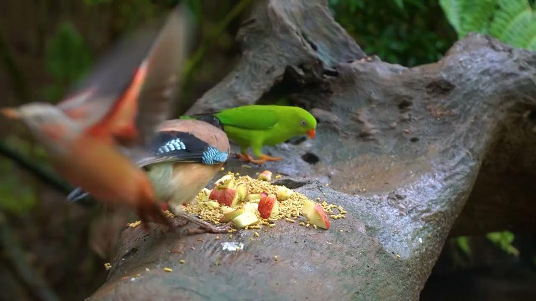 Cat TV NO ADS for Cats to Watch 😺 Lovely Birds, Squirrels and Bunnies 🐿 Cat Games 4 Hours 4K HDR
