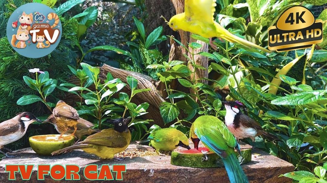 🔴😺Delight in🌞Red Squirrels, Chipmunks & Summer Forest Friends🦜! Live 12 Hrs Relaxing Video for Cats