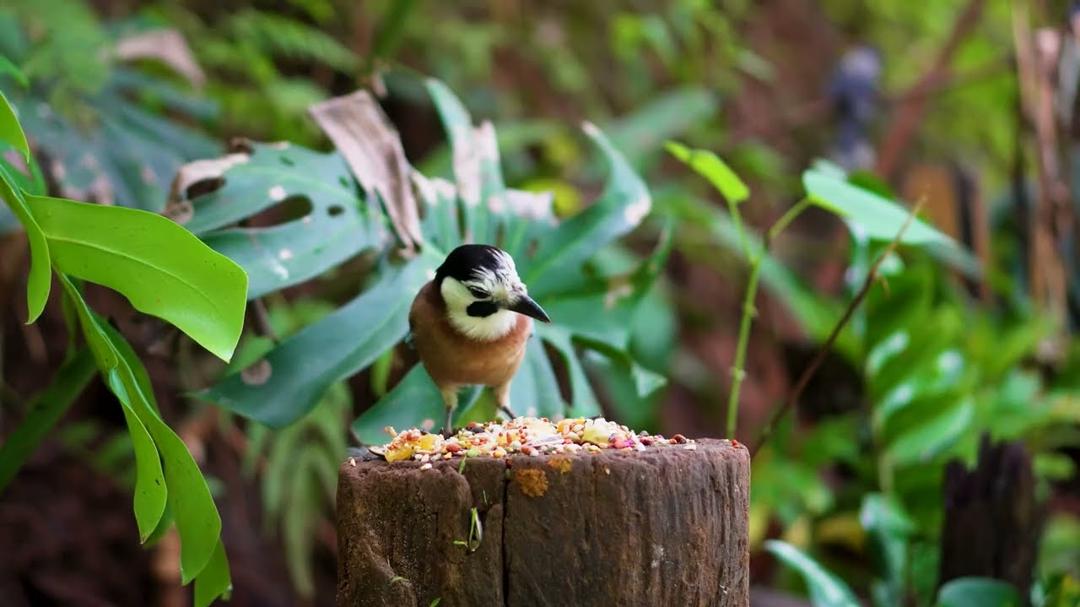 Cat TV for Cats to Watch 😻🐦 Birds Dancing in the Garden and Squirrels Enjoy Fall 🍁🐿 Cat Games 4K HDR