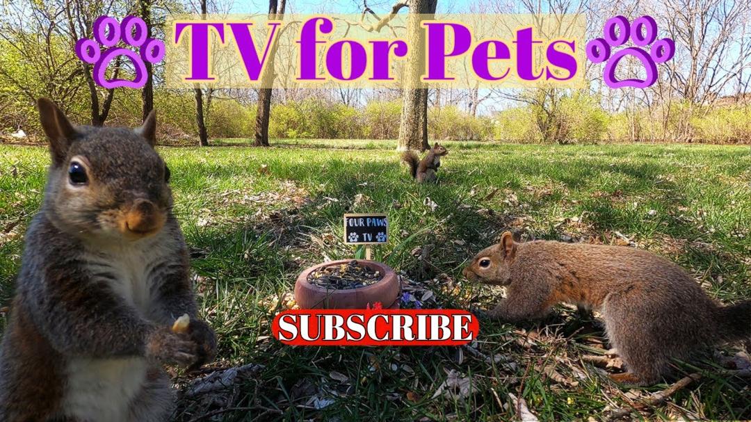 Dog & Cat TV 🐶😺 📺 10-Hours ALL DAY Entertainment | Squirrels & Birds  🐿 🐦 | Videos for Pets