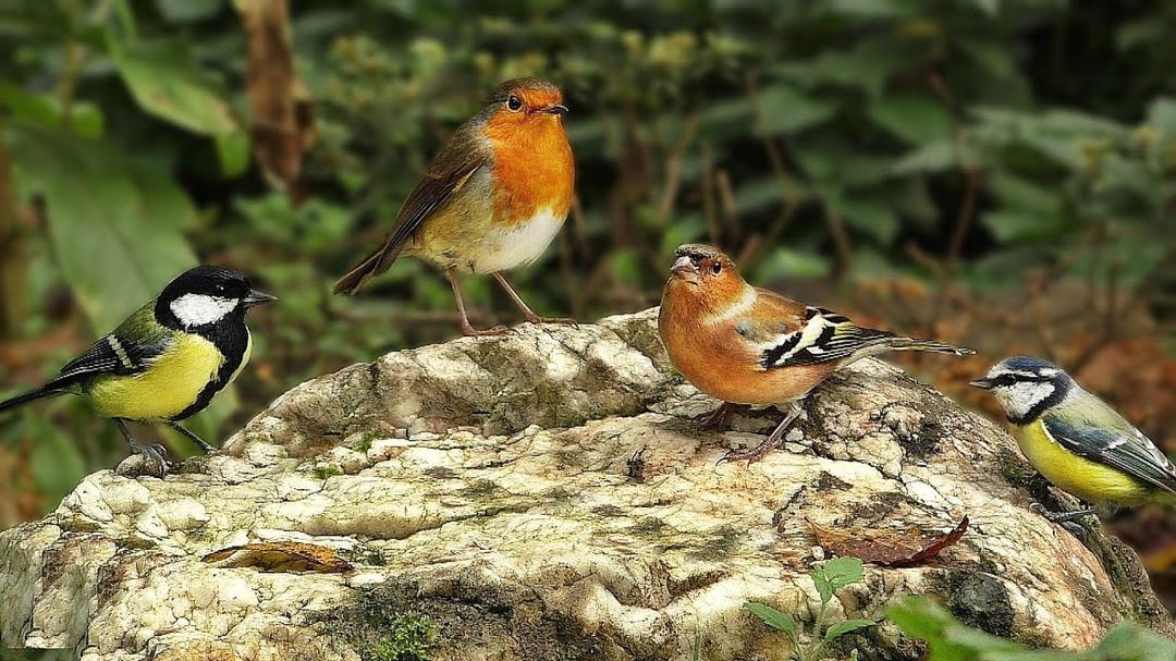 Entertainment for Cats - Birds Return To White Rock