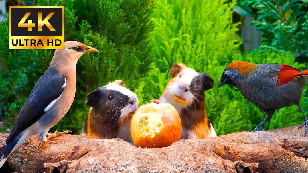 Magical Calming Nature for Cats 😺 Birds & Guinea Pigs Sharing a Picnic Table 🐹🐦 Perfect for Cats