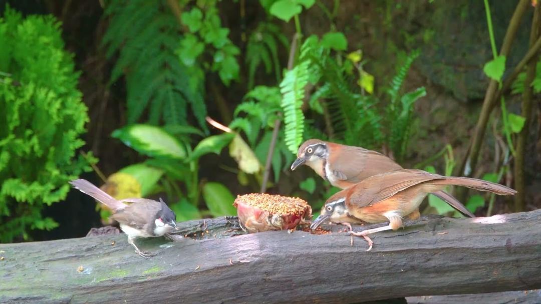 [No Ad Interruptions] Cat TV 😺 Beautiful Birds Squirrels in the Fores 🐿️ Bird videos for cats 4K HDR