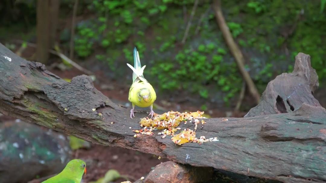 Cat TV for Cats to Watch 😻🐦 The Ultimate Cute Squirrels, Birds on a Wood 🐿 Cat Games 4K HDR