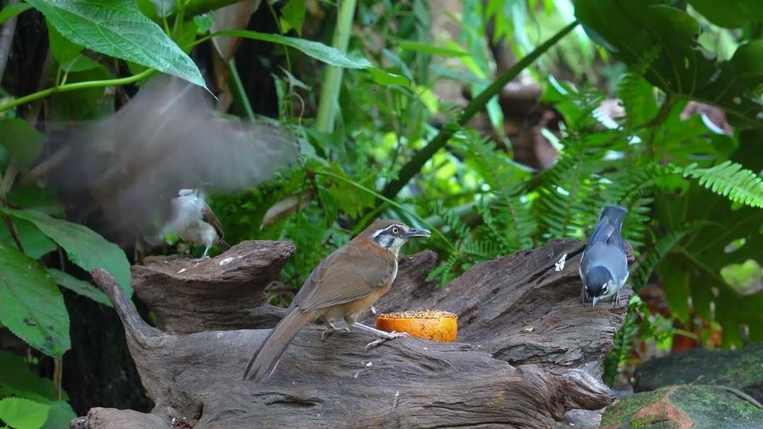 Cat TV | Entertainment Video for Cats to Watch 😺 The Cutest Birds and Squirrels 4K HDR Cat Games