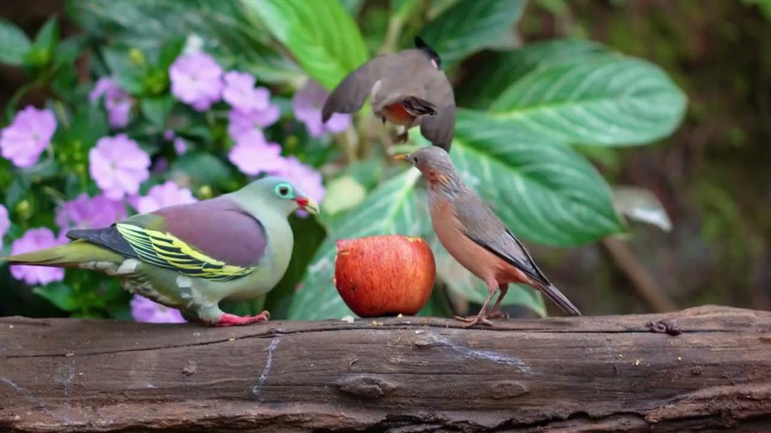 [NO ADS] Cat TV for Cats to Watch 😺🐦 Sweet Birds Pecking Seeds in Perfect Harmony 🎵🐿 Cat Games 4K