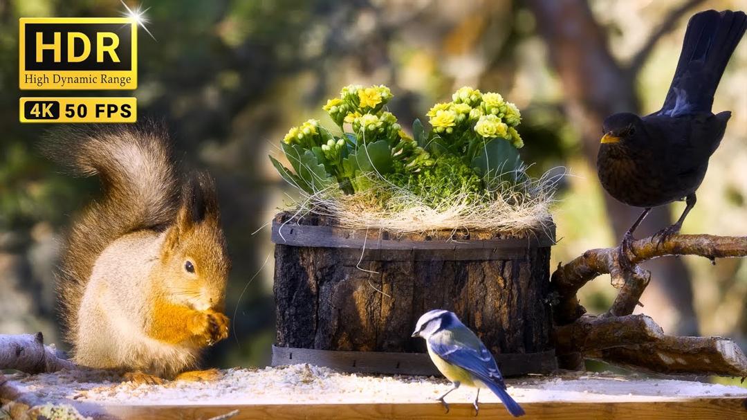Beautiful Birds and Squirrels for Cats to Watch with Spring Sounds 😽🐕 8 hrs Dog & Cat TV