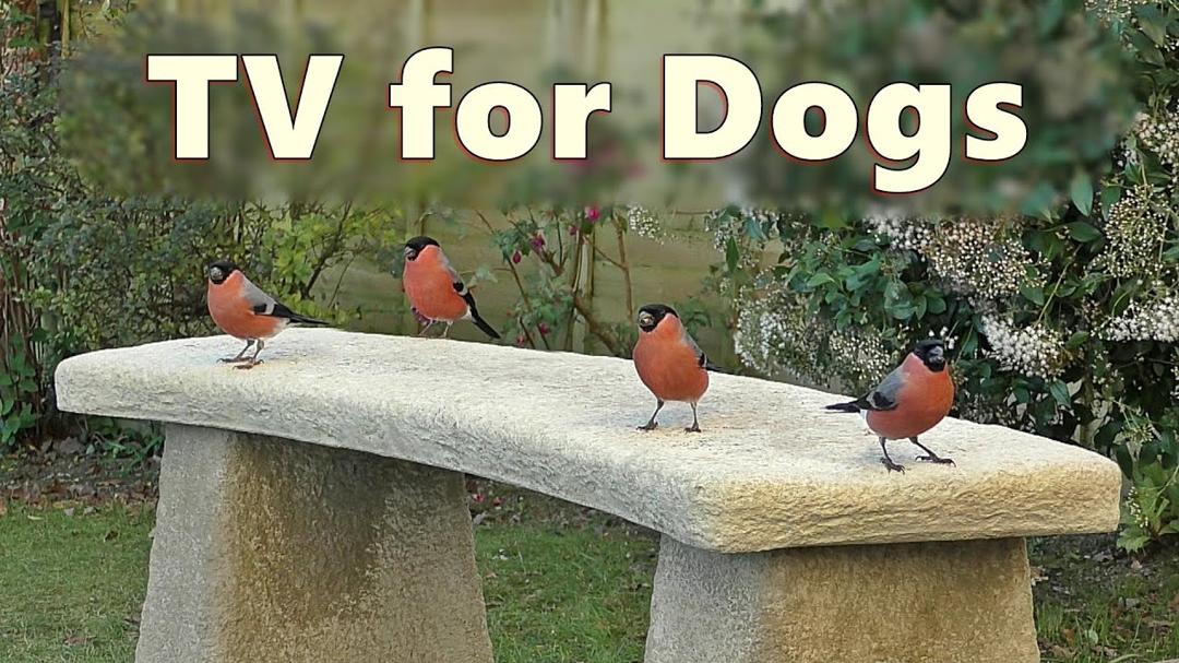 Dog TV Videos ~ TV for Dogs ⭐ 8 HOURS of Relaxing Garden Birds for Dogs to Watch ⭐