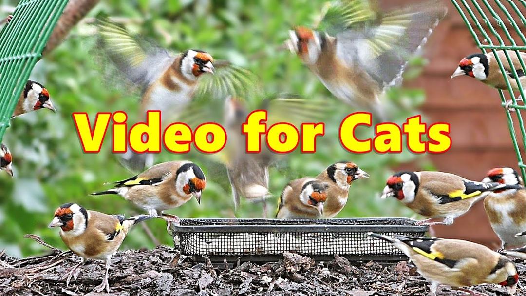 Videos for Cats to Watch Birds ~ Goldfinch Extravaganza
