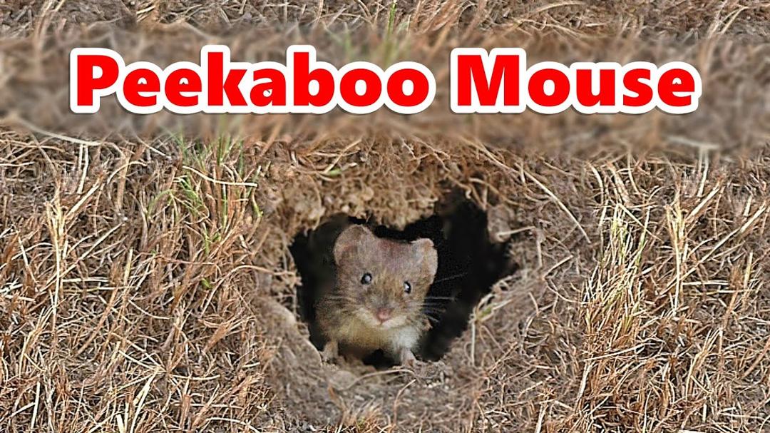 Cat TV ~ Peekaboo Mouse ⭐ 10 HOURS ⭐ The Ultimate Videos for Cats : Catflix