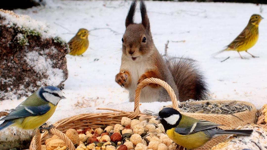 Winter fun with Fluffy Squirrels & Cute Little Birds🐿️🐦 10 Hours Cat & Dog TV