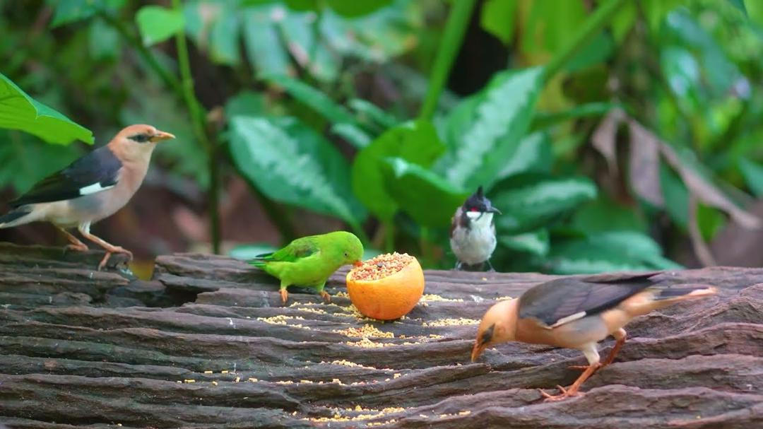 CAT TV NO ADS 🌸 Birds and Squirrels in the Forest 😺💤 Cat Games 4K HDR 60FPS