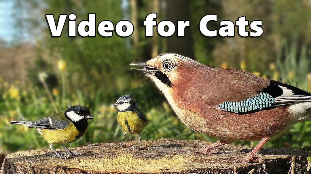 Videos for Cats to Watch  - Forest Birds - Vögel - Oiseaux - Vogels - Fåglar - Aves