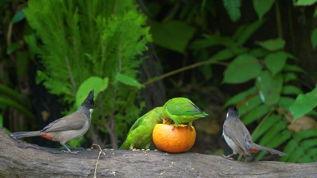 Relaxing Cat TV 😸 Birds & Squirrels Discover Treats by the Wall 🐿️ Nature Video for Cats 4K HDR