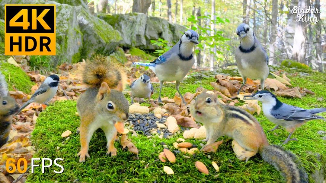 Cat TV for Cats to Watch 😻🐦 Adorable Birds & Squirrels Up Close 🐿 Cat Games 4K HDR