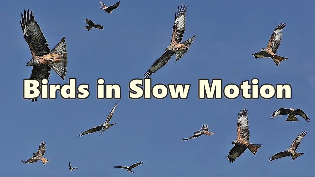 Birds Flying in Slow Motion ⭐ 8 HOURS ⭐