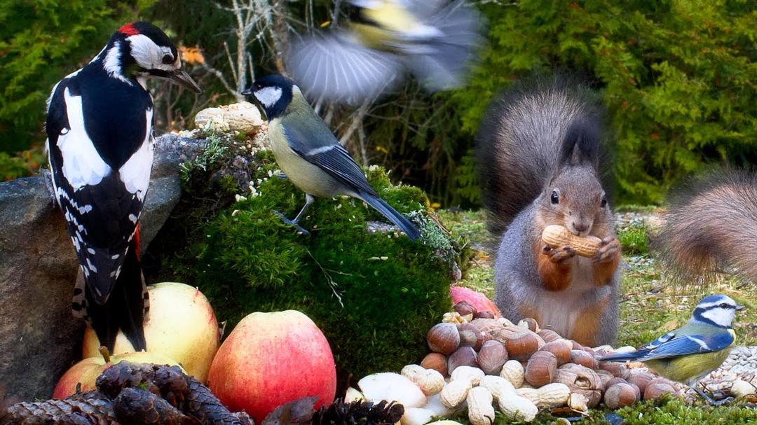 CAT TV NO ADS😻 Amazing Autumn Wildlife Enjoy Incredible Feeding Frenzy