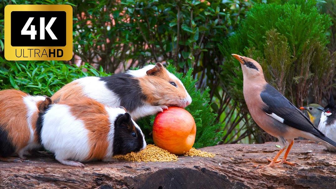 Nature’s Delight for Cats 😸 Birds & Squirrels Enjoy a Tree-Top Playground 🐦 4K HDR