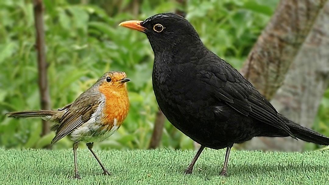 Slow Motion Birds in The Gentle Rain