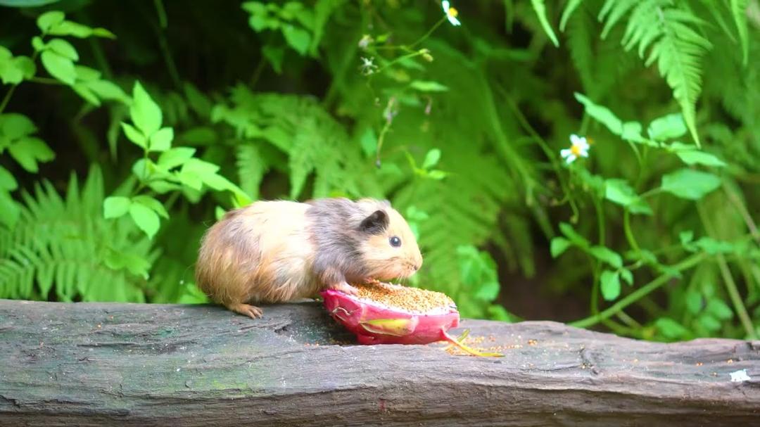 CAT TV NO ADS 😺🐦 Birds sing squirrels leap woods dance 🐿 Cat Games in Smooth 4K HDR