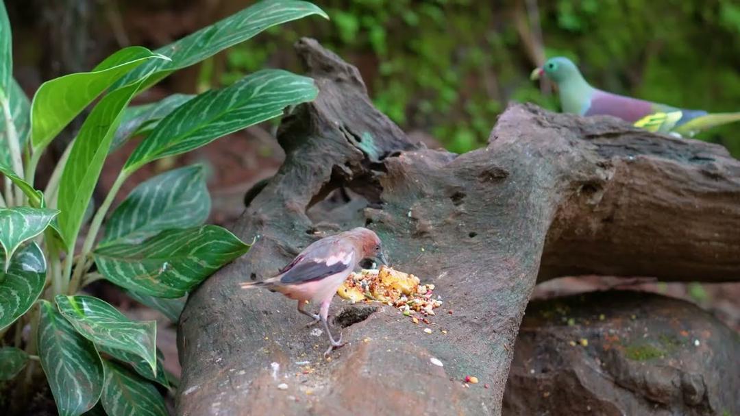 [No Ad Interruptions] Cat TV - Dog TV😺 Busy Squirrels and their Nut-Mania 🌰 The Greatest NUT HEIST
