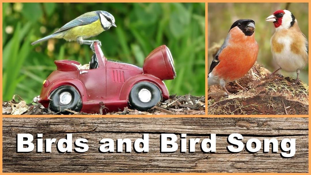 Birds, Bird Song and Sounds : Entertainment for Cats