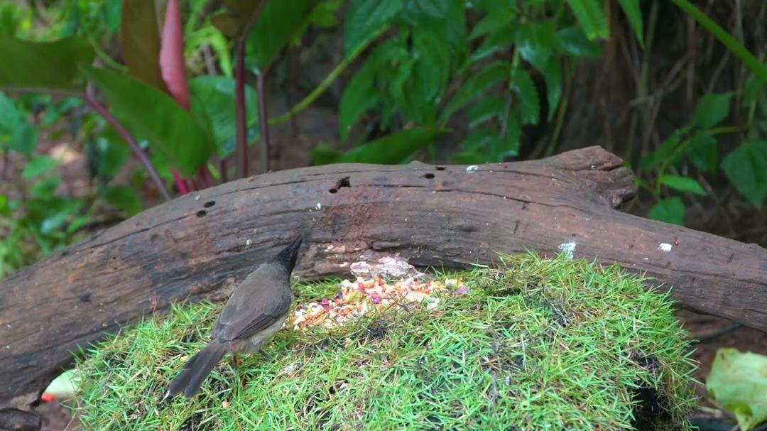 Cat TV for Pets to Watch 🐱 4 Hours of Beautiful Birds and Animals in the Forest 🌸🐿️ Squirrel Games