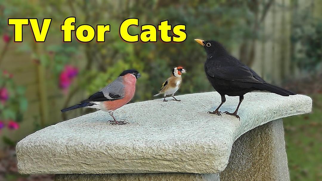 Cat TV Paradise ~ Birds of Cornwall for Cats to Watch ⭐ 8 HOURS ⭐