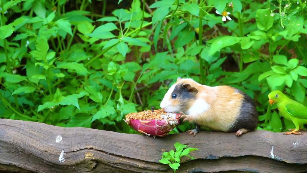 [No ADS] TV for Cats 😺🐦 Cute Chipmunks, Birds, Squirrels 🐿️ Videos for Cats to Watch