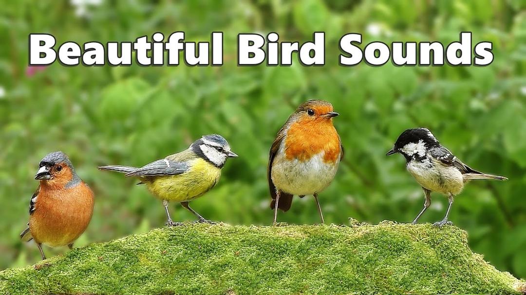 Bird Sounds in An English Forest : ONE HOUR - 鳥の音