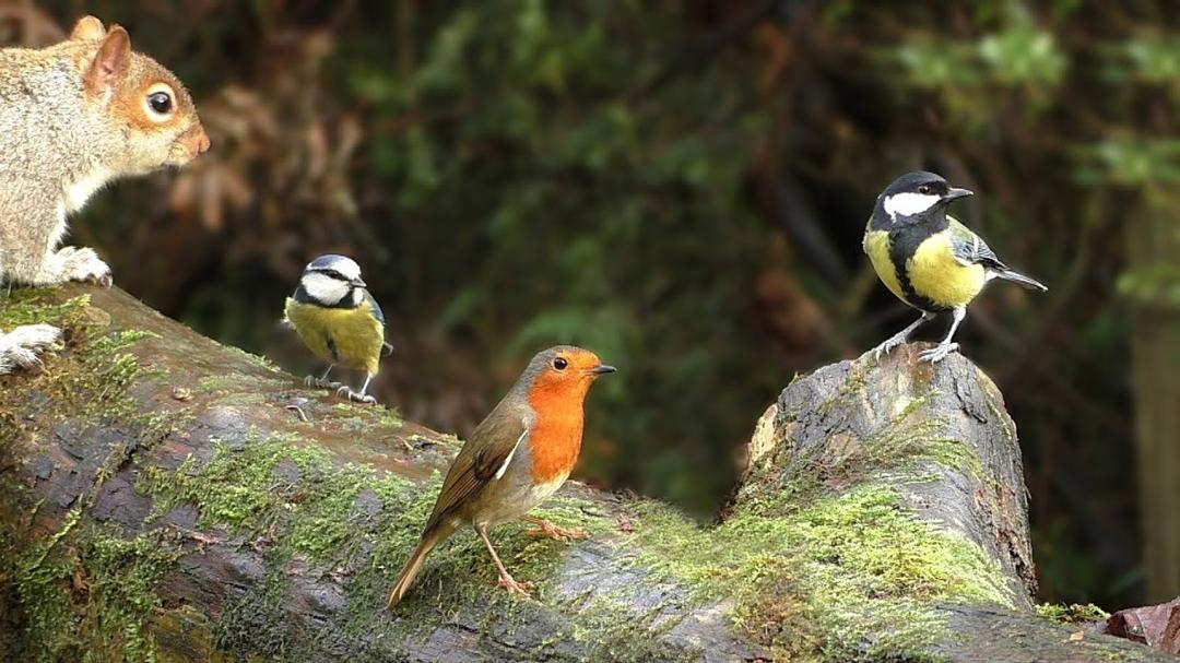 Video for Cats to Enjoy : Birds on A Glorious December Day