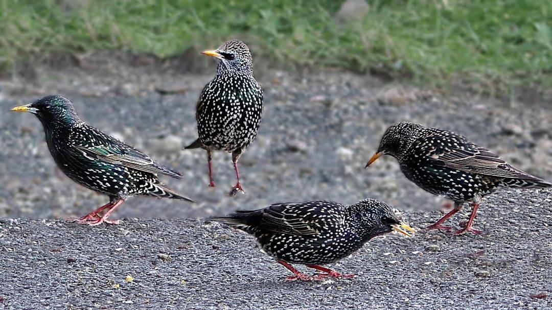 Videos for Dogs to Watch - Starlings and Other Little Birds
