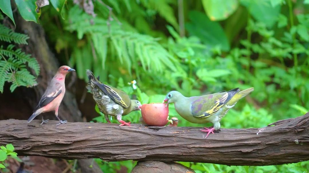 Cat TV NO ADS for Cats to Watch 😺 Cheerful Birds, Squirrel Kittens & Sunshine in the Forest 🐾 4K HDR