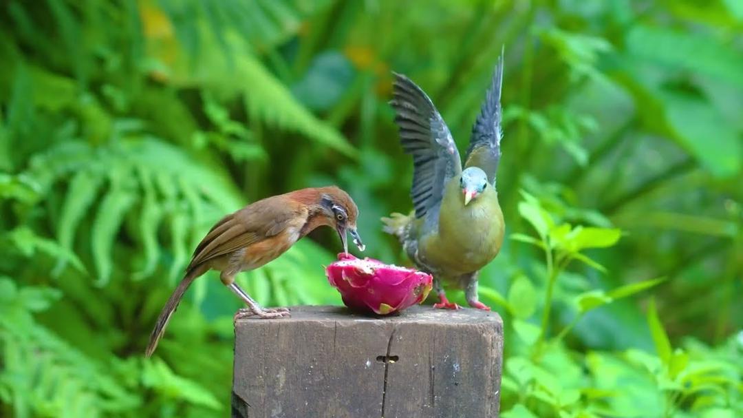 Cat TV for Cats to Watch 😺🐦 Little Birds Eat & Squirrels jump around 🐿️ Videos for Cats to Watch 4K