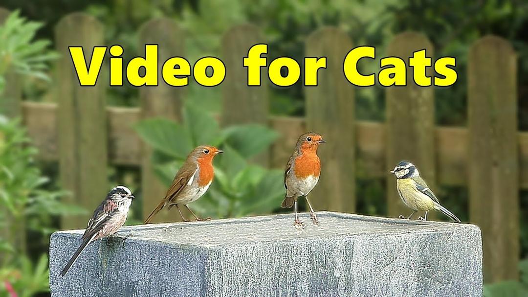 Videos for Cats to Watch - Garden Birds Delight ⭐ NEW