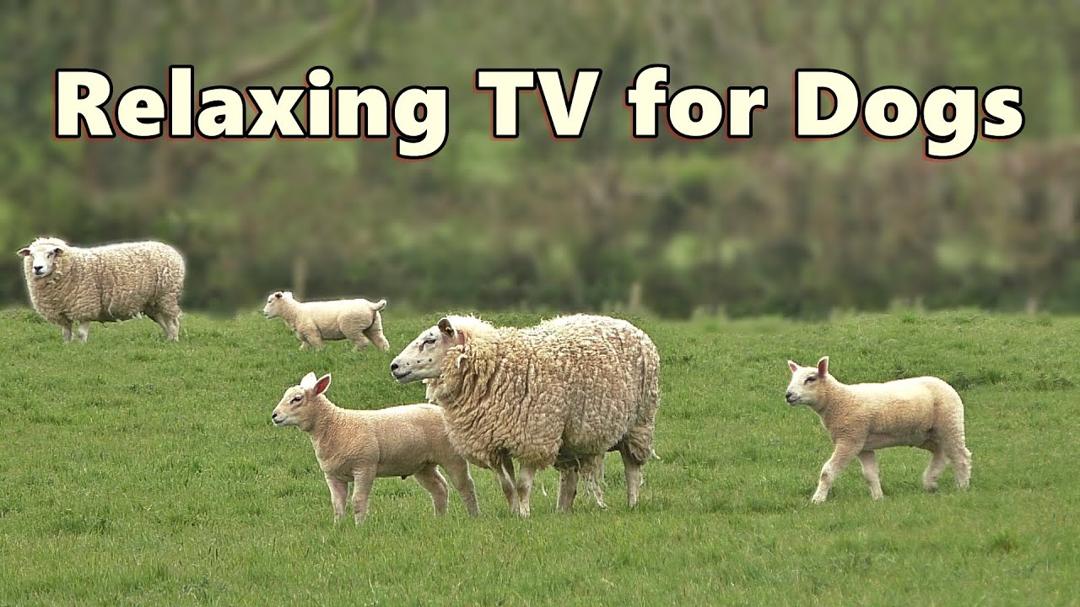 Dog TV Videos ~ Beautiful Calming Sheep Videos and Sounds ⭐ 8 HOURS of TV for Dogs ⭐