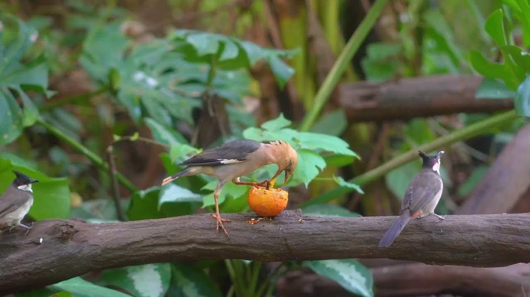 [No Ad Interruptions] Cat TV for Cats to Watch 😺 Unlimited Birds Chipmunks Squirrels 🐿  Hours 4K HDR