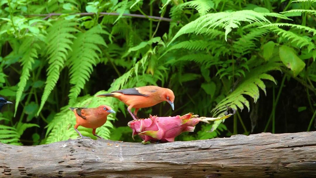 Cat TV for Cats to Watch 😺 Fun Birds, Chipmunks, Squirrels in the Forest 🐿️ Videos for Cats 4K HDR