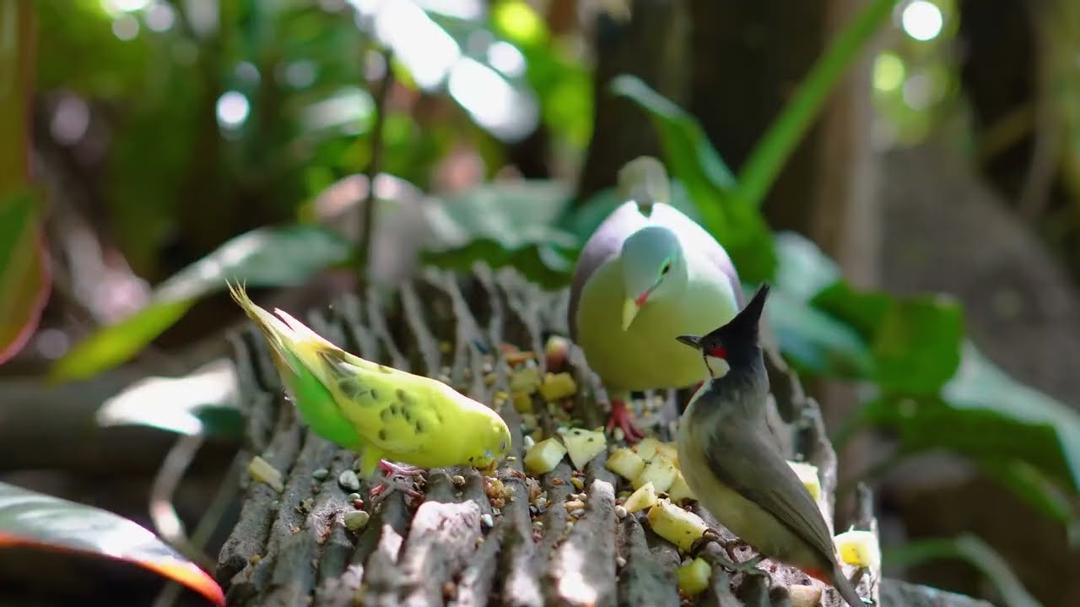 Cat TV for Cats to Watch 😺🐦 Fall Birds Singing in the Golden Breeze 🍂🐿 Nature Cat Games 4K HDR