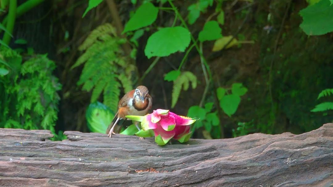 Cat TV NO ADS for Cats to Watch 😺❤️ Eye-catching Birds and Red Squirrels 🐿 Nature Fun 4K HDR 60FPS