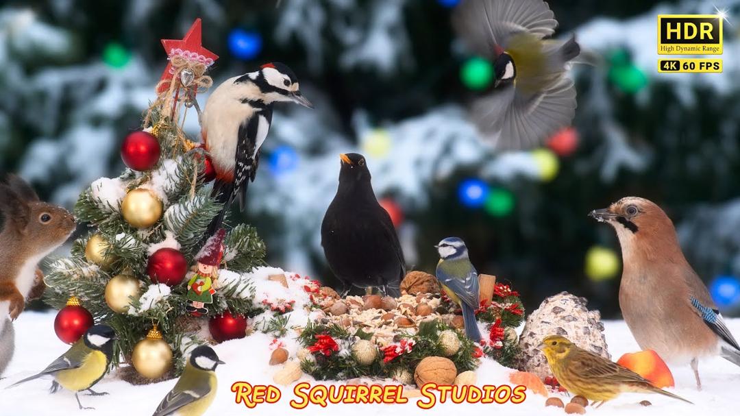 CAT TV NO ADS😻 White Xmas with Beautiful Birds and Nature Sounds