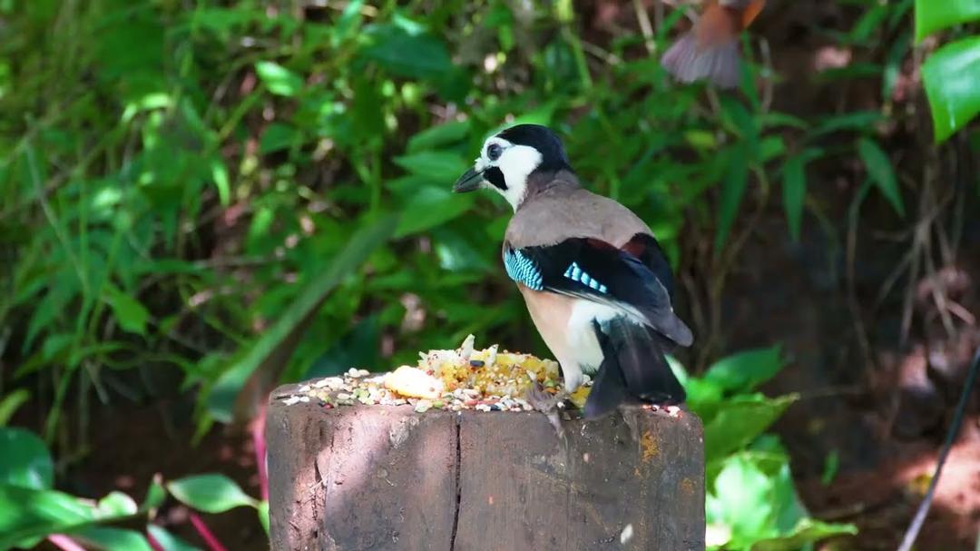 Cat TV for Cats to Watch 😺 Cute Birds & Little Squirrels in the Forest 🐿 4 Hours Cat Games 4K HDR