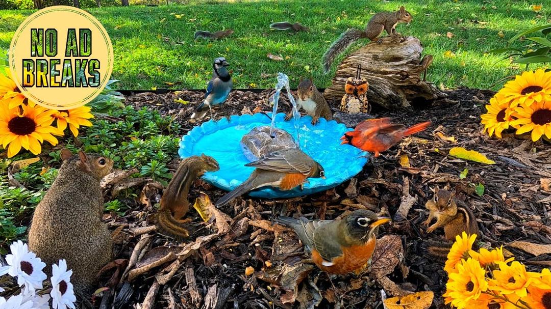 TV for Dogs & Cats: Bird Bath Fountain💦 🐦 | 10 Hours of Squirrels & Birds | Background Ambience