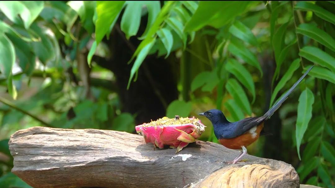[NO ADS] Cat TV for Cats to Watch 😺🐦 Relax with Birds and Squirrels 🐿️ Videos for Cats to Watch 4K