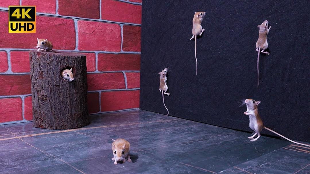 Cat TV Mice Mania | Active Mice game on Screen 4K – Perfect Motion for Cats & Dogs to Watch